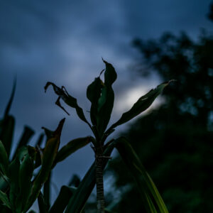 WONDERS OF OUR PLANET by Camille Massida Photography